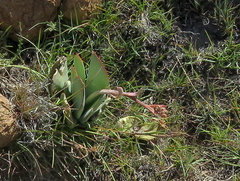 Cotyledon orbiculata oblonga