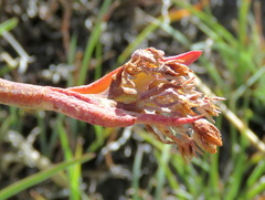 Cotyledon orbiculata oblonga