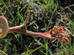 Cotyledon orbiculata oblonga