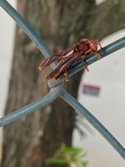 Polistes lanio