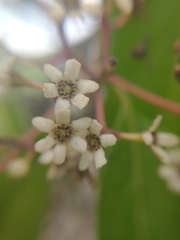 Nectandra turbacensis