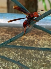 Polistes lanio