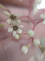 Nectandra turbacensis