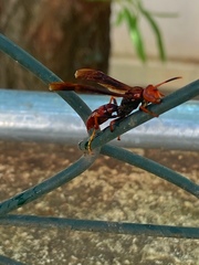 Polistes lanio
