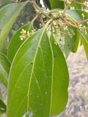 Nectandra turbacensis
