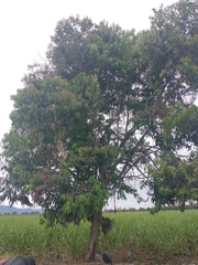 Nectandra turbacensis