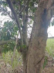 Nectandra turbacensis