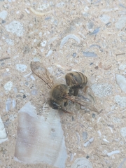 Apis mellifera