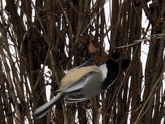 Poecile atricapillus