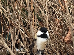 Poecile atricapillus