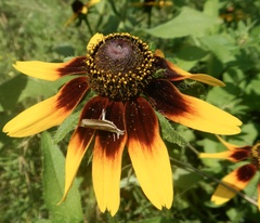 Fissicrambus profanellus