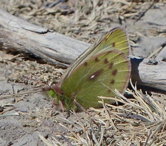 Colias weberbaueri