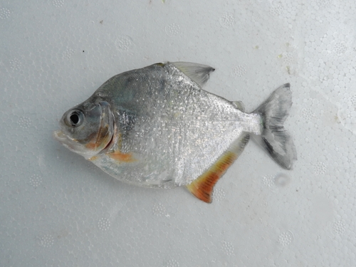 Pristobrycon