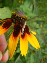 Fissicrambus profanellus