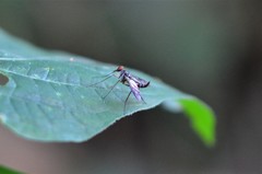 Athericidae