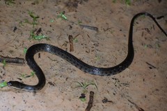 Helicops leopardinus