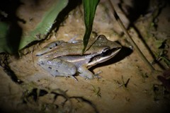 Leptodactylus elenae