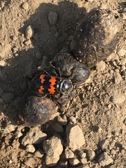 Nicrophorus marginatus