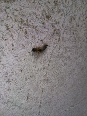 Halysidota ruscheweyhi