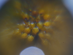 Polypodium interjectum