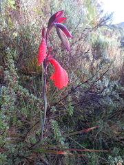 Gladiolus watsonioides