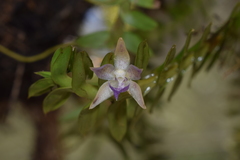 Dichaea pendula