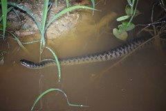 Helicops leopardinus