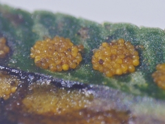 Polypodium interjectum