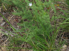 Wahlenbergia cernua