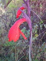 Gladiolus watsonioides