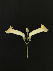 Amphilophium crucigerum