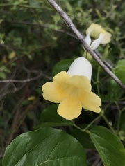 Amphilophium crucigerum