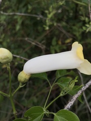 Amphilophium crucigerum