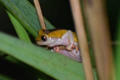 Dendropsophus arndti