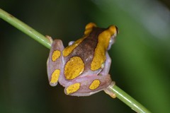 Dendropsophus arndti