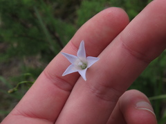 Wahlenbergia cernua