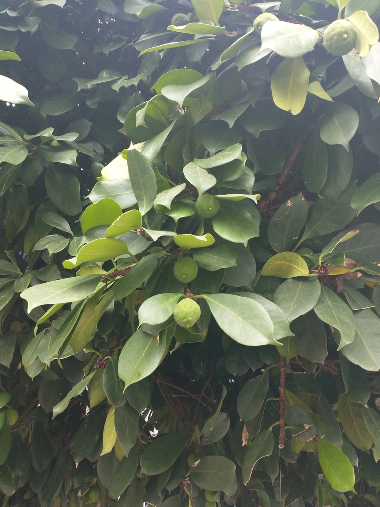 Ficus cyathistipula — an easy houseplant, prefers partial sun light