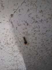 Halysidota ruscheweyhi