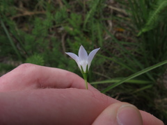 Wahlenbergia cernua