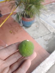Ficus cyathistipula