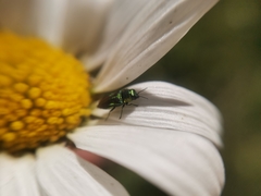 Bilyaxia concinna