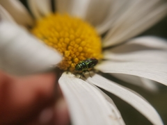 Bilyaxia concinna
