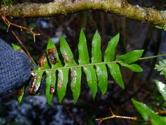 Polypodium interjectum