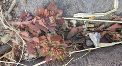 Euphorbia indivisa