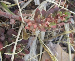 Euphorbia indivisa