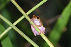 Dendropsophus arndti