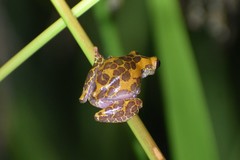 Dendropsophus arndti