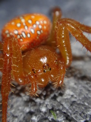 Araneus iviei