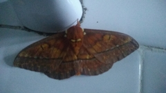 Procitheronia principalis