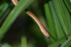 Thamnodynastes pallidus